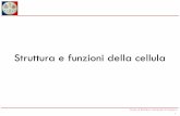 Struttura e funzioni della cellula - University of Cagliari...Corso di Biofisica, Università di Cagliari Anatomia cellulare • Cellule eucariote in generale più grandi e diversificate