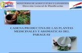 CADENA PRODUCTIVA DE LAS PLANTAS MEDICINALES Y …mag.gov.py/dgp/dgp/Presentacion_Cadena_Productiva_Plantas... · 2012-08-22 · CADENA PRODUCTIVA DE LAS PLANTAS MEDICINALES Y AROMATICAS