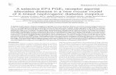 A selective EP4 PGE2 receptor agonist alleviates …dm5migu4zj3pb.cloudfront.net/manuscripts/39000/39680/JCI...X-linked nephrogenic diabetes insipidus (XNDI) is a severe kidney disease