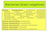 Bacterias Gram negativas · PDF file • Diseñado para el crecimiento de Gram negativas, resaltando las que fermentan la lactosa. • Contiene sales biliares y cristal violeta (que