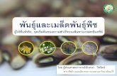พันธุ์และเมล็ดพันธุ์พืชth.biofach-southeastasia.com/file/5.พันธ์และเมล็ดพืช.pdf · ชนิด และพันธ์ุของพืชปลูก