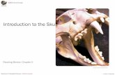Introduction to the Skull - g404.sitehost.iu.edu 4 - The Skull.pdf · Optic canal: opening for the Optic Nerve (CN II) External acoustic meatus: opening of the ear canal, ends at