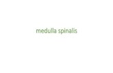 medulla spinalis - Anatomionline.dkÉt medulla spinalis segment indeholder • grå substans • hvid substans • radix anterior (1) • radix posterior(2) –med spinalganglie Når