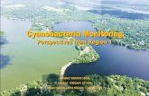 Cyanobacteria Monitoring - ACWITracking of cyanobacteria concentrations within regional waterbodies in combination with efforts to forecast bloom occurrences, determine risk, and assess