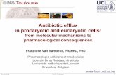 Antibiotic Antibiotic efflux in procaryotic procaryotic ... · (AMK) 22: Meropenem (MEM) 20: Cefepime (CEF) 19: Ciprofloxacin (CIP) 6: Antipseudomonal antibiotics received by the