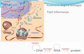 Centralna dogma biologije Tijek informacija · 2019-06-09 · •prijenos novosintetiziranih proteina, ... •Kotranslacijski proces –sinteza proteina na ribosomu koji je vezan