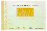 Seed Production of Altai Wildrye Grass WR Seed Production.pdf · Seed Production of Altai Wildrye Grass I. Introduction Altai wildrye is native to western Siberia and the Altai Mountain