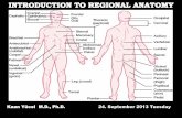 Kaan Yücel M.D., Ph.D. 24. September 2013 Tuesday · 2013-10-01 · topographical anatomy organization of the human body as major parts or segments Head Neck Trunk thorax, abdomen,