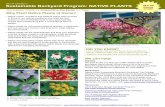 Sustainable Backyard Program: NATIVE PLANTS...NATIVE PLANTS: how to... How to Care for Your Native Plants Every species and variety of native plant has a different set of needs, so
