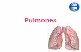 Pulmones · 2017-06-05 · Los ramos largos nacen de los nervios laríngeos recurrentes. Al mezclarse con ramos de origen simpático constituyen el plexo pulmonar anterior que acompaña