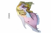 Caudalis nézet - Állatorvostudományi Egyetem · PDF file canalis opticus a sulcus chiasmatis-tól a for. opticum-ig n. opticus (II.) canalis alaris az os basisphenoidale proc. pterygoideus-án