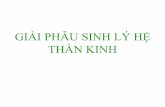 GIẢI PHẪU SINH LÝ HỆ THẦN KINHviendongnama.edu.vn/upload/images/pdf/4. GPSL hethankinh...TẾ BÀO THẦN KINH vCấu tạo bởi một loại mô chuyên biệt: mô thần