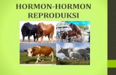 HORMON-HORMON REPRODUKSI · REPRODUKSI Penting bagi kelanjutan suatu jenis /bangsa hewan Berlangsung setelah mencapai pubertas Diatur oleh kelenjar-kelenjar endokrin dan hormon yang