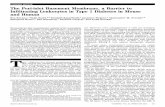 ORIGINAL ARTICLE The Peri-islet Basement Membrane, a ...The Peri-islet Basement Membrane, a Barrier to Inﬁltrating Leukocytes in Type 1 Diabetes in Mouse and Human Éva Korpos,1