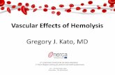 Vascular Effects of Hemolysis - Enerca · •Intravascular hemolysis is an important part of many anemias •Depending on its severity, hemolysis may contribute to vascular complications