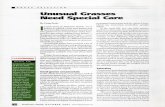 Unusual Grasses Need Special Carearchive.lib.msu.edu/tic/golfd/article/2002octT10.pdf · Unusual Grasses Need Special Care By Doug Brede I n past issues of TurfGrass Trends, we've