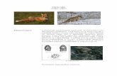 Vörös róka (Vulpes vulpes) · PDF file Vörös róka (Vulpes vulpes) Felismerés jegyei: Legismertebb, legelterjedtebb ragadozónk. Testméretekben ivari dimorfizmus mutatható