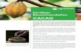 CACAO - SoilCares · Cacao provides one of the world's most appreciated delicacies: chocolate. Yet, it is also one of the most jeopardized crops. Yearlong overexploitation has led