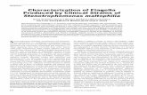 Characterization of Flagella Produced by Clinical Strains of ... · Characterization of Flagella Produced by Clinical Strains of Stenotrophomonas maltophilia Doroti de Oliveira-Garcia,*†