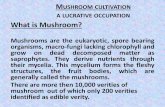 Mushroom cultivation a lucrative occupation Mushroom Recipes 1.Mushroom Tomato Soup Ingredients: Fresh