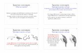 Species concepts - University of British Columbiabio336/Bio336/Lectures05/Lecture17.pdf · and is distinct fr om other sets (Linnaeus). 3 Large diff erences in morpholog y may be
