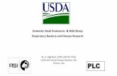 Domestic Small Ruminants & Wild Sheep Respiratory Bacteria ...Domestic Small Ruminants & Wild Sheep Respiratory Bacteria and Disease Research M. A. Highland, DVM, DACVP, PhDc USDA-ARS