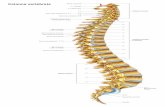 Colonna vertebrale - FisioterapistaColonna vertebrale C 1 (Atlante) Arteria vertebrale T 1 C 3 C 4 C 5 T 2 T 3 T 4 T 5 T 6 T 7 T 8 T 9 T 10 T 11 T 12 Vertebre toraciche (o dorsali)