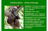Achatina fulica – afrikai óriáscsiganyme.hu/fileadmin/dokumentumok/emk/novenytan/...Haszna: a cukornád és egyéb kultúrnövények rovarkárosítóit és egereket, patkányokat