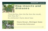 Hop insects and diseases - College of Agriculture & …...Hop cyst nematode (Heterodera humuli) • Reported in Michigan • most common plant parasitic nematode found on hops. •