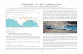 Gharial Gavialis gangeticus - iucncsg.org · Myanmar: Historic reports of Gharial have not been veriﬁ ed for many years. After the 17th CSG meeting (Darwin, 2004), a task force