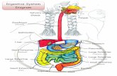 Digestive System Diagram...The longest part of the alimentary canal (digestive tract). Divided into 3 parts: Duodenum – first segment Jejunum – middle segment Illeum – last segment