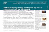 mRNA display: from basic principles to macrocycle drug ......a macrocycle can be context-dependent and more studies are required to establish ways to modulate this parameter by the
