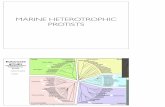 MARINE HETEROTROPHIC PROTISTS - MARINE HETEROTROPHIC PROTISTS Keeling et al. 2005 Trends in Ecology