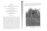 old.worldagroforestry.orgold.worldagroforestry.org/downloads/Publications/PDFS/BC07324.pdf · Dragon fruit (Hylocereus undatus (Haw.) Britton and Rose) is a climbing vine cactus species