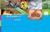Manejo de plagas Region Andina - International Potato Centercipotato.org/wp-content/uploads/publication files... · 2017-05-04 · Ciclo de vida del gorgojo de los Andes ADULTO ADULTO