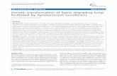 METHODOLOGY ARTICLE Open Access Genetic transformation of ... · Genetic transformation of lignin degrading fungi facilitated by Agrobacterium tumefaciens Krishna K Sharma, Ramesh
