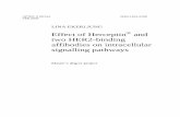 Effect of Herceptin two HER2-binding affibodies on ... · Effect of Herceptin® and two HER2-binding affibodies on intracellular signalling pathways Title (Swedish) Abstract The aim