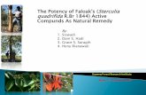 The Potency of Faloak's (Sterculia quadrifida R.Br 1844 ... · the faloak bark include alkoloid, flavonoids, saponins, phenolic and terpenoids. Weight of faloak bark (wet) Weight