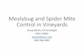Mealybug and Spider Mite Control in Vineyards · Mealybug and Spider Mite Control in Vineyards Doug Walsh, Entomologist WSU-IAREC . dwalsh@wsu.edu 509-786-9287