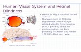 Human Visual System and Retinal Blindness Notes - Visual Neural Prosthetics.pdfHuman Visual System and Retinal Blindness • • Retina is a light sensitive neural network • Diseases
