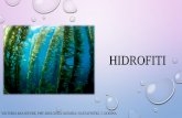 HIDROFITI - unizg.hr · 2019-10-15 · submerzne hidrofiti - vodene biljke koje su čitave potopljene u vodi flotantne hidrofiti - vodene biljke koje jednim dijelom plivaju po površini