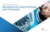 Curso Universitario en Neuroanatomía y …...Este Curso Universitario en Neuroanatomía y Neurofisiología para Fisioterapia contiene el programa científico más completo y actualizado