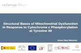 Structural Bases of Mitochondrial Dysfunction Antimalarial ...arbre-mobieu.eu/wp-content/uploads/2017/04/DIAZ... · to hydrolysis by tyrosine phosphatases. 2. Tyr48 phosphorylation