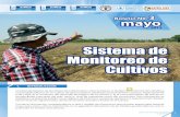 Sistema de Monitoreo de Cultivos Boletín SMC... · 2016-05-19 · Sistema de Monitoreo de Cultivos mayo 2013 . 5. ÁREA OCCIDENTE. En el occidente del país, los estadíos de los