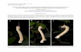 FINAL INSTAR LARVA AND METAMORPHOSIS OF IN … · Leong: Final Instar Larva and Metamorphosis of Biston pustulata 436 The previously documented larval hostplants for Biston pustulata