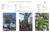City of Boroondara Significant Tree Register · Property Addess:51 ELM GROVE KEW EAST, 3102 City of Boroondara Significant Tree Register Owner: Private Park Name: Green Acres Golf
