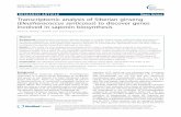 Transcriptomic analysis of Siberian ginseng (Eleutherococcus … · Transcriptomic analysis of Siberian ginseng (Eleutherococcus senticosus) to discover genes involved in saponin