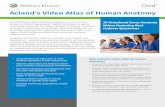 Acland’s Video Atlas of Human Anatomy · 3D Rotational Gross Anatomy Videos Featuring Real Cadaver Specimens Why Acland’s Video Atlas of Human Anatomy? • Supports the teaching