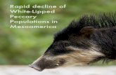 Rapid decline of White-Lipped Peccary Populations ……2 Photo credit: Rafael Reyna-Hurtado, ECOSUR Rapid Decline of White-lipped Peccary Populations in Mesoamerica Report based on