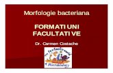FORMATIUNI FACULTATIVE - WordPress.com · FORMATIUNI FACULTATIVE Conferă bacteriilor proprietăţi importante în natură – aderenţa, – rezistenţă la fagocitoză ( unele fiind
